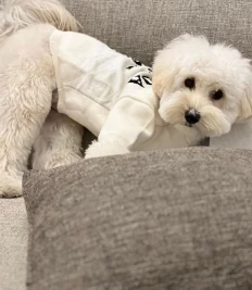 Benjamin🐶