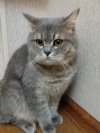 Nigar Düzgün