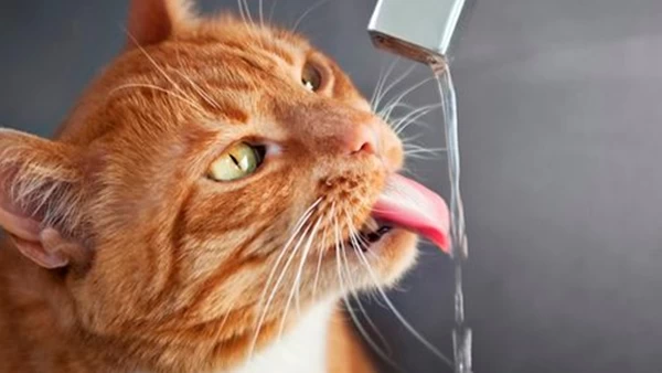 Сколько дней кошка может прожить без еды: полезная информация